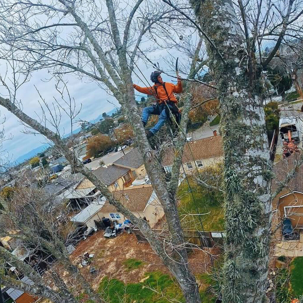 Tree Trimming Greenvale Tree Company