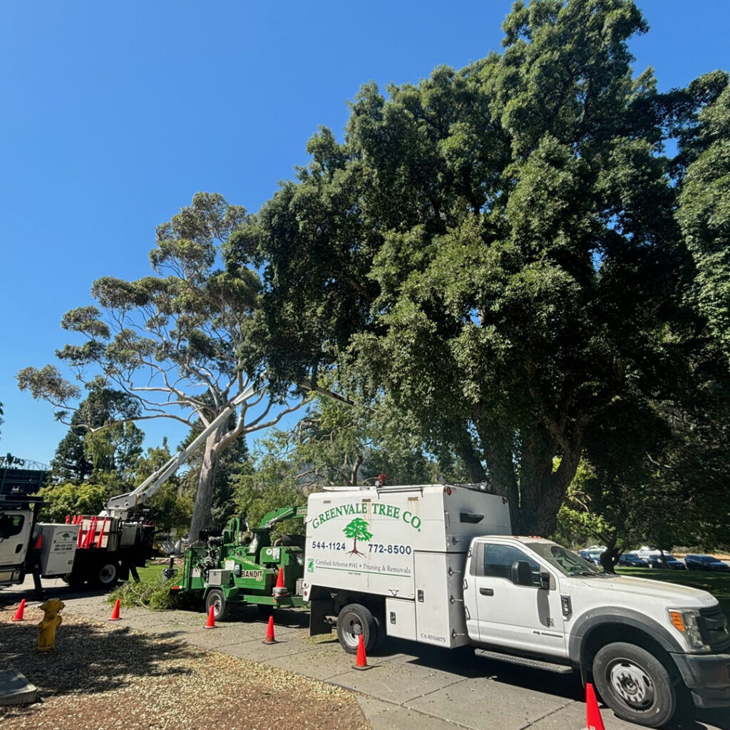 Greenvale Tree Company offering free estimates