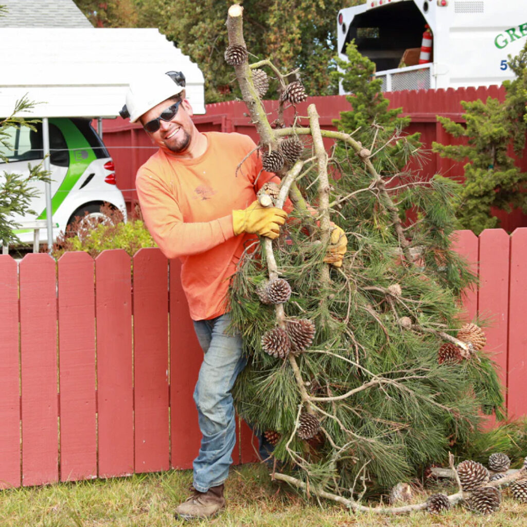 Greenvale Tree Company