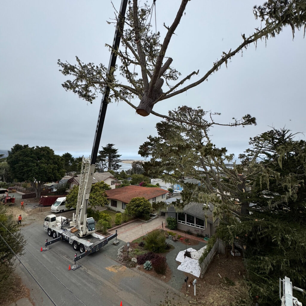 Greenvale Tree Company