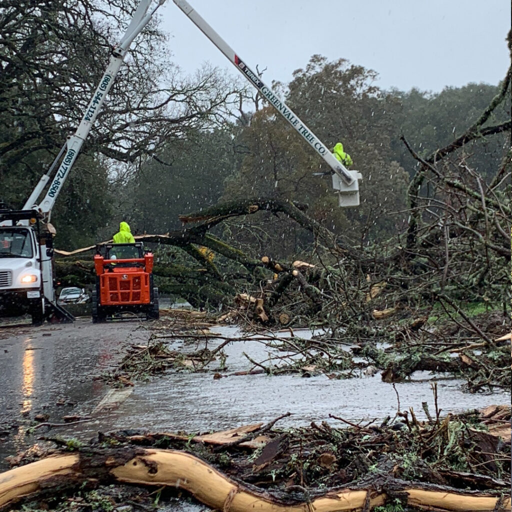 Greenvale Tree Company Emergency Services
