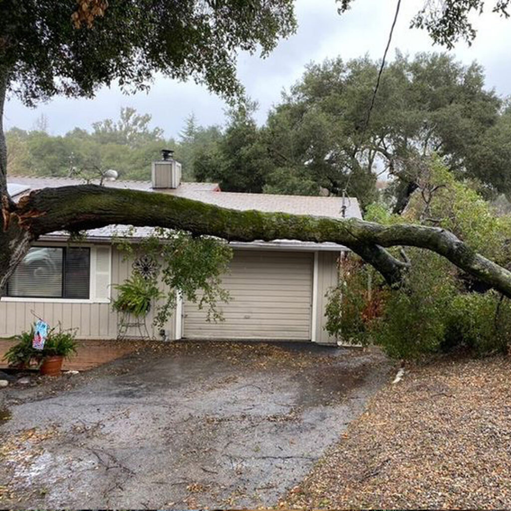 Greenvale Tree Company Emergency Services