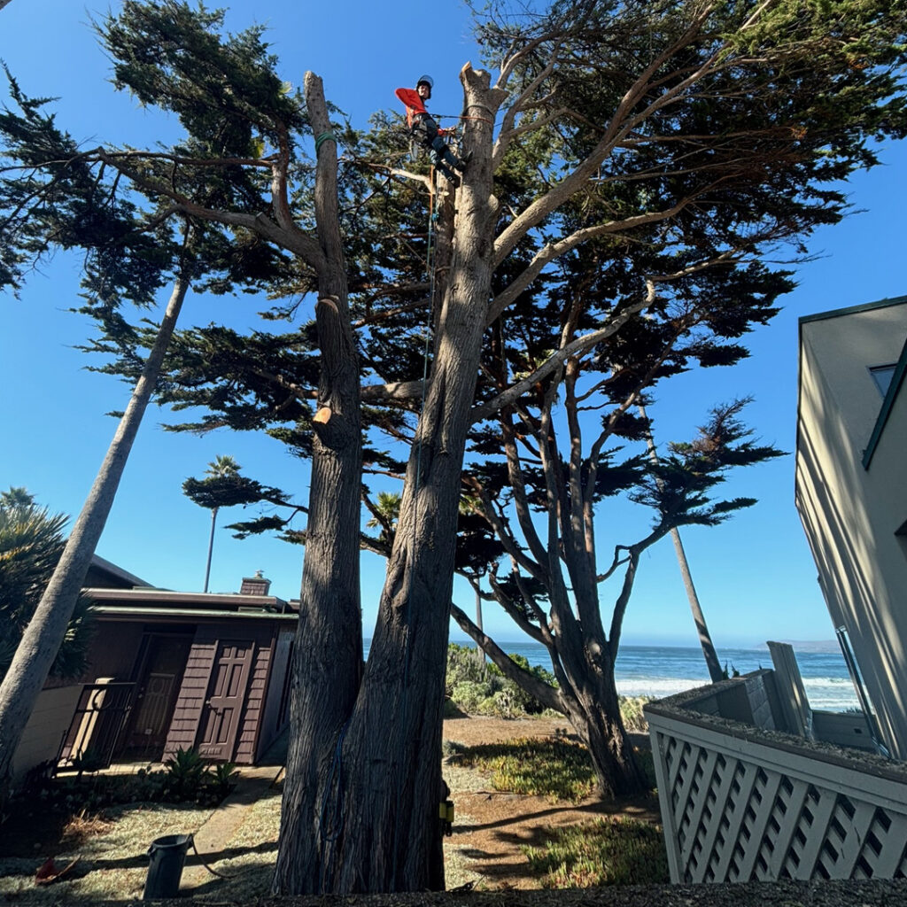 About Greenvale Tree Company