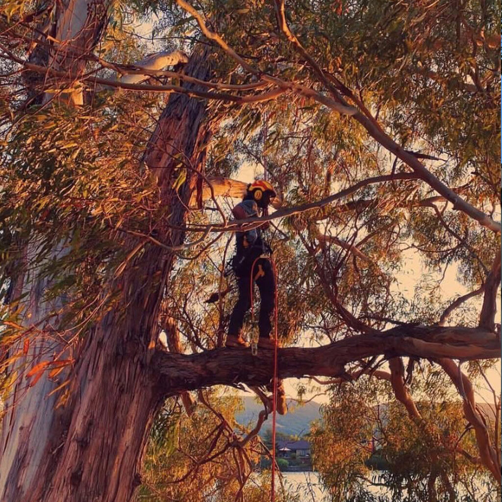About Greenvale Tree Company
