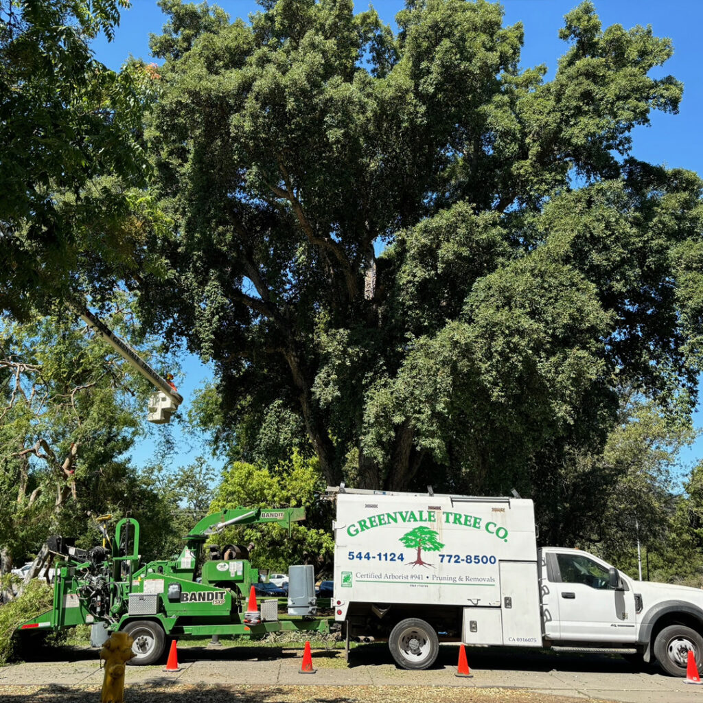 Greenvale Tree Company