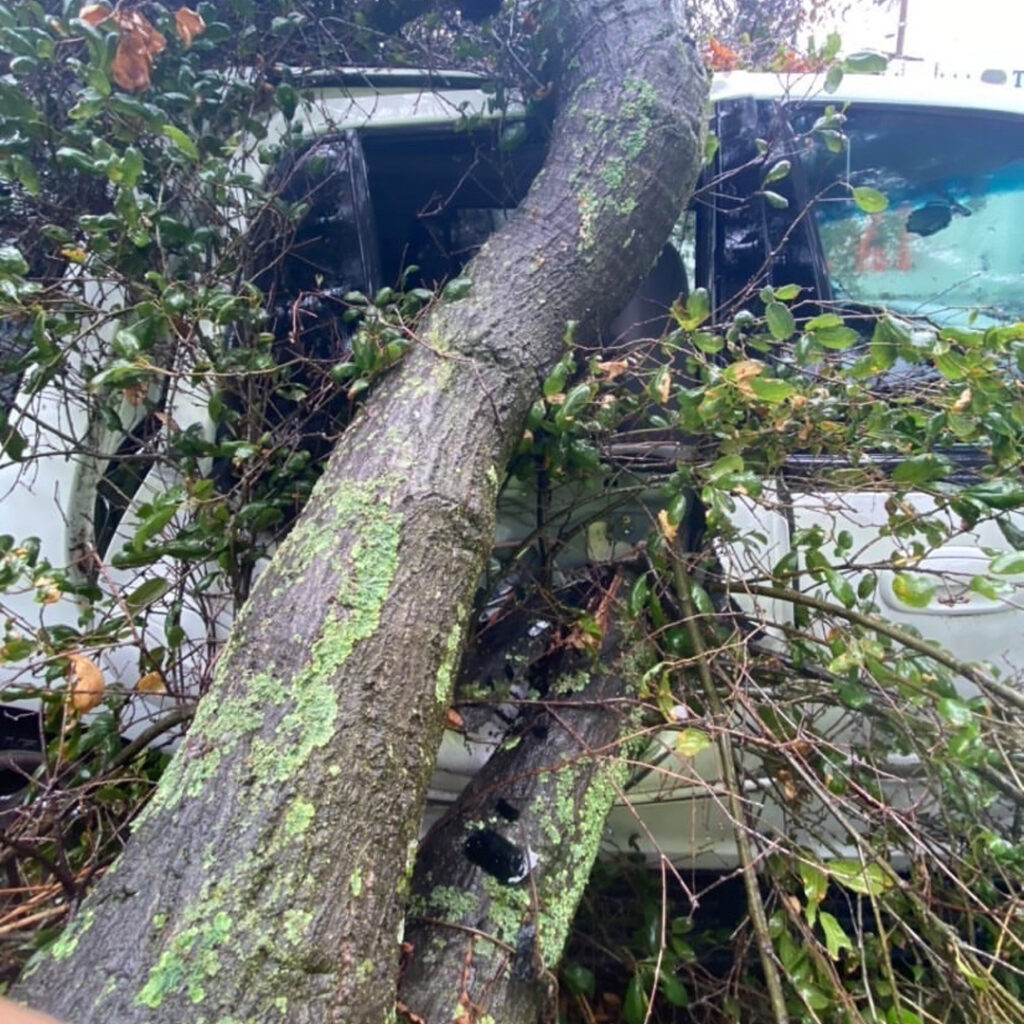 Emergency Tree Services Greenvale Tree Company