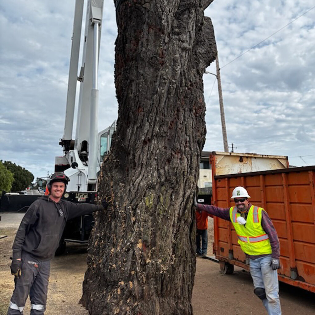 Tree Permits