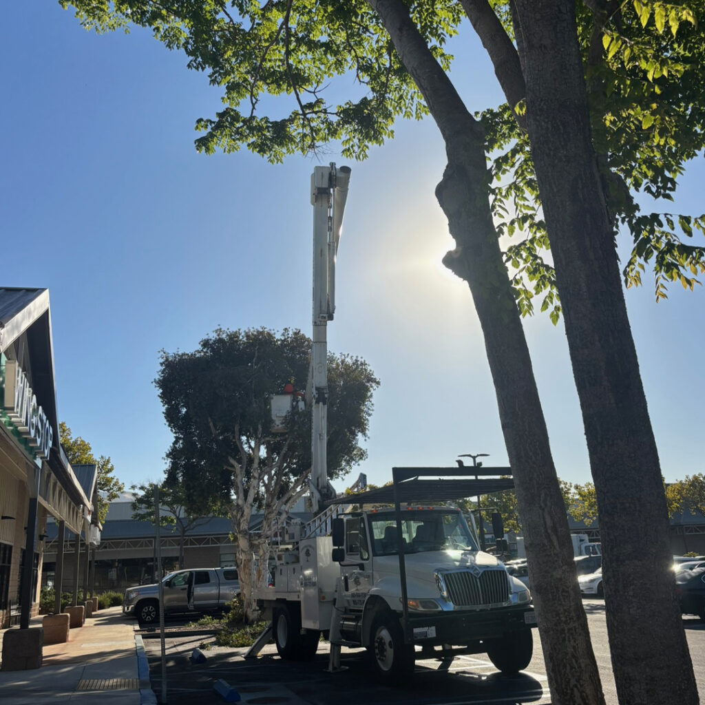 Greenvale Tree Company serves Residental and Commercial Clients