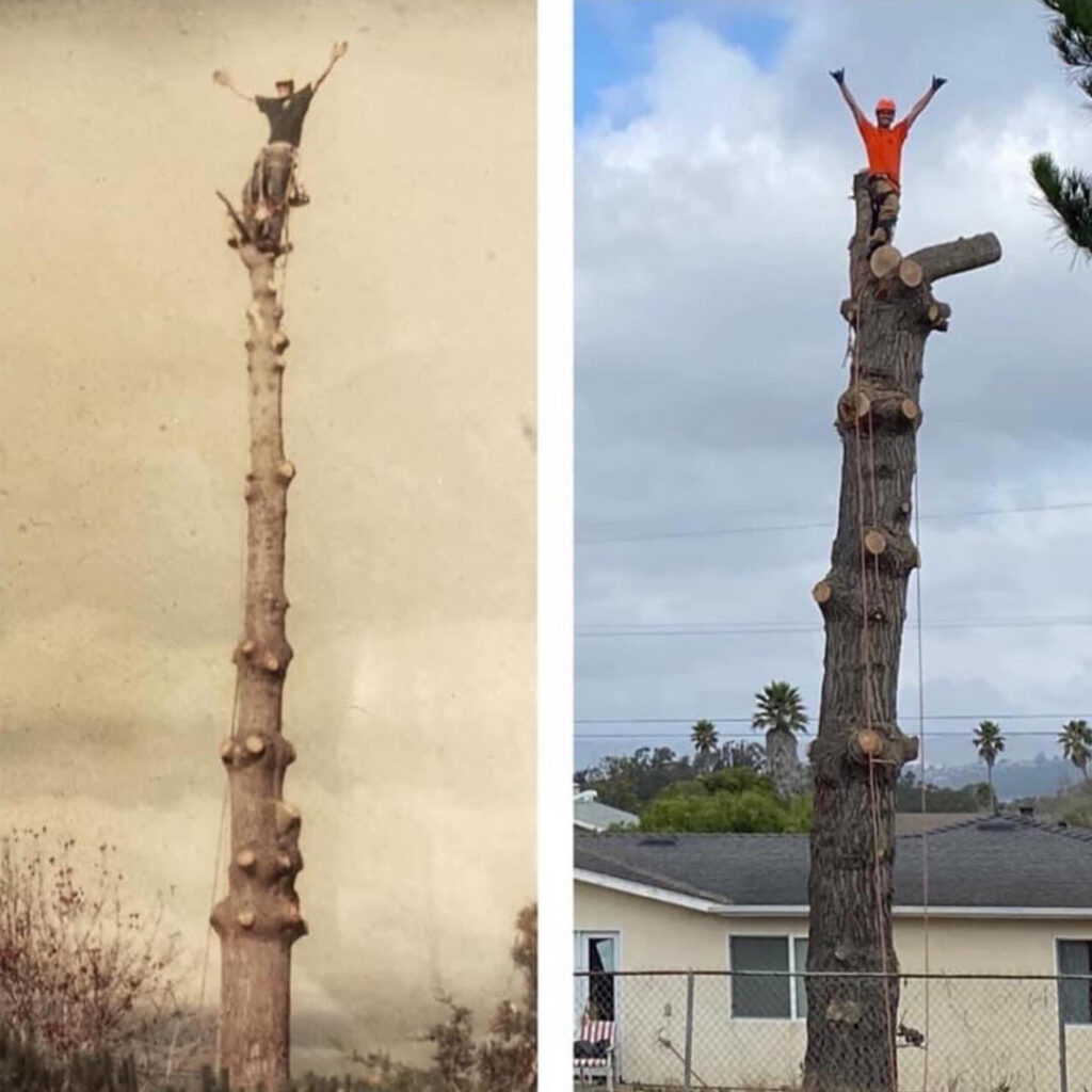 About Greenvale Tree Company Father and Son