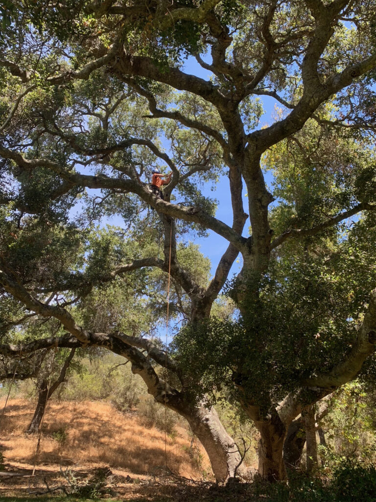 Drone Retrieval Cat Rescue
