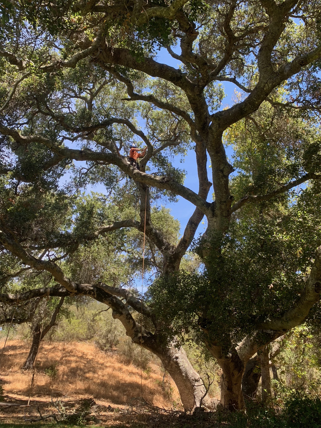 Drone Retrieval Cat Rescue