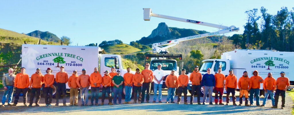 Greenvale Tree Company Services