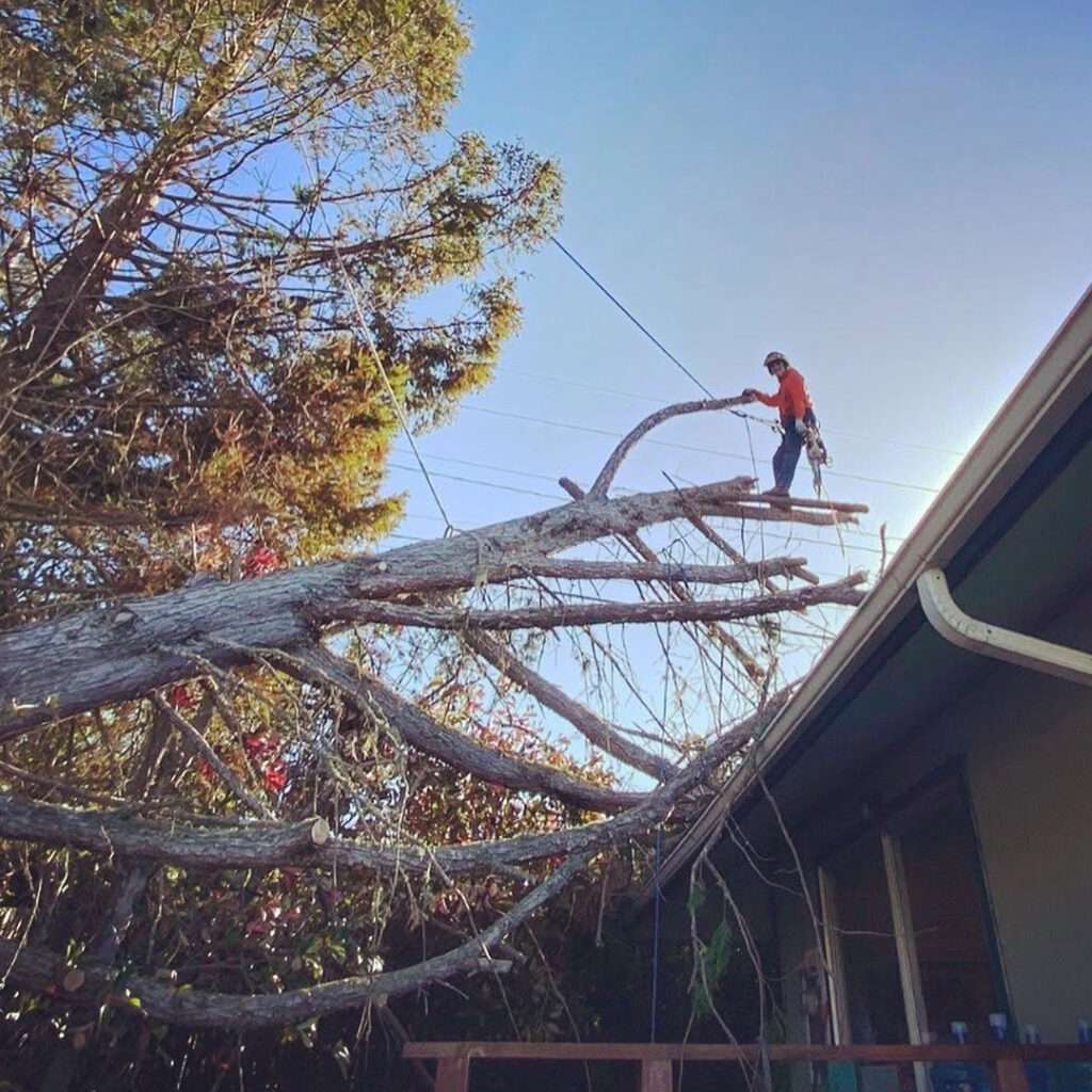 We go out on a limb for you. Greenvale Tree company