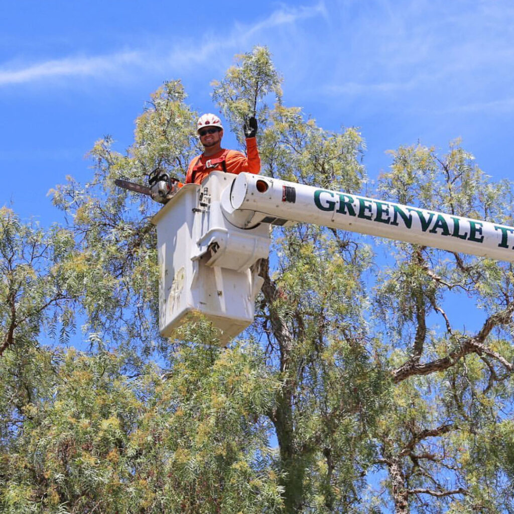 Greenvale Tree Company Trimming Services
