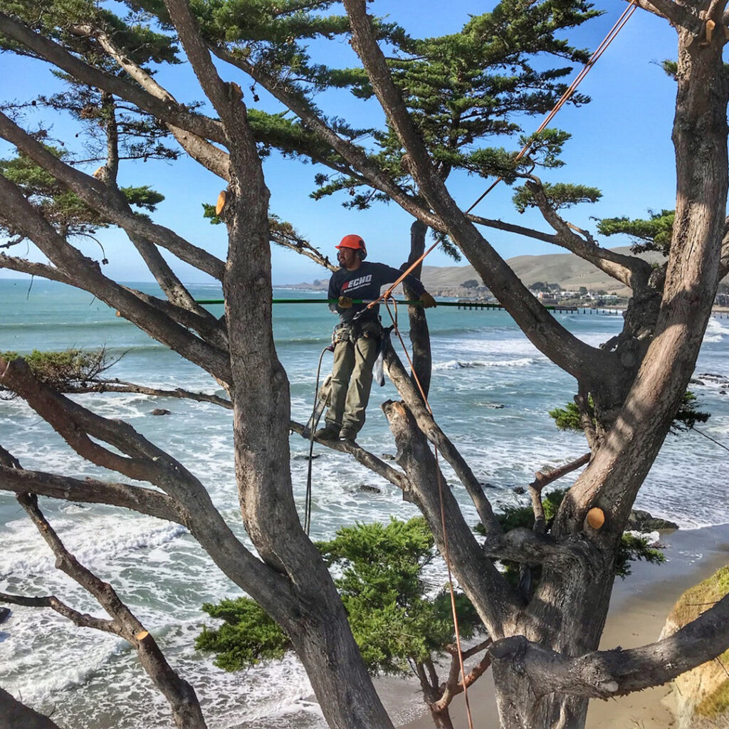 Greenvale Tree Company Tree Trimming Services