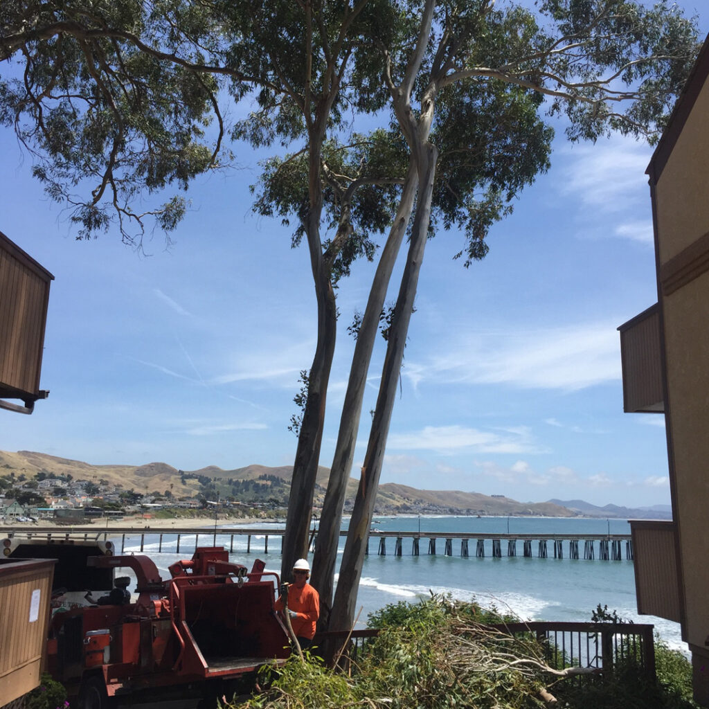Greenvale Tree Company Estero Bay CA