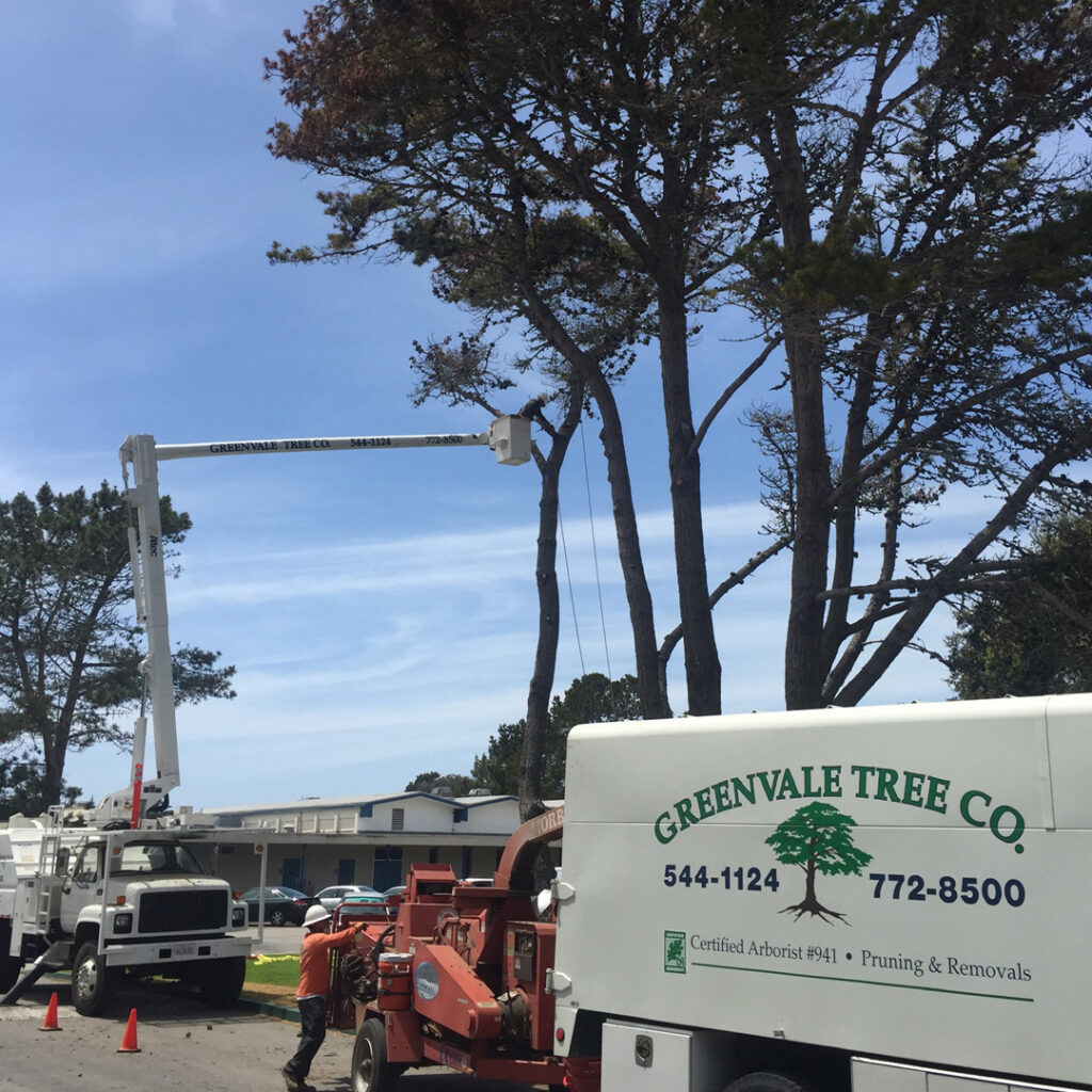 Greenvale Tree Company Estero Bay CA