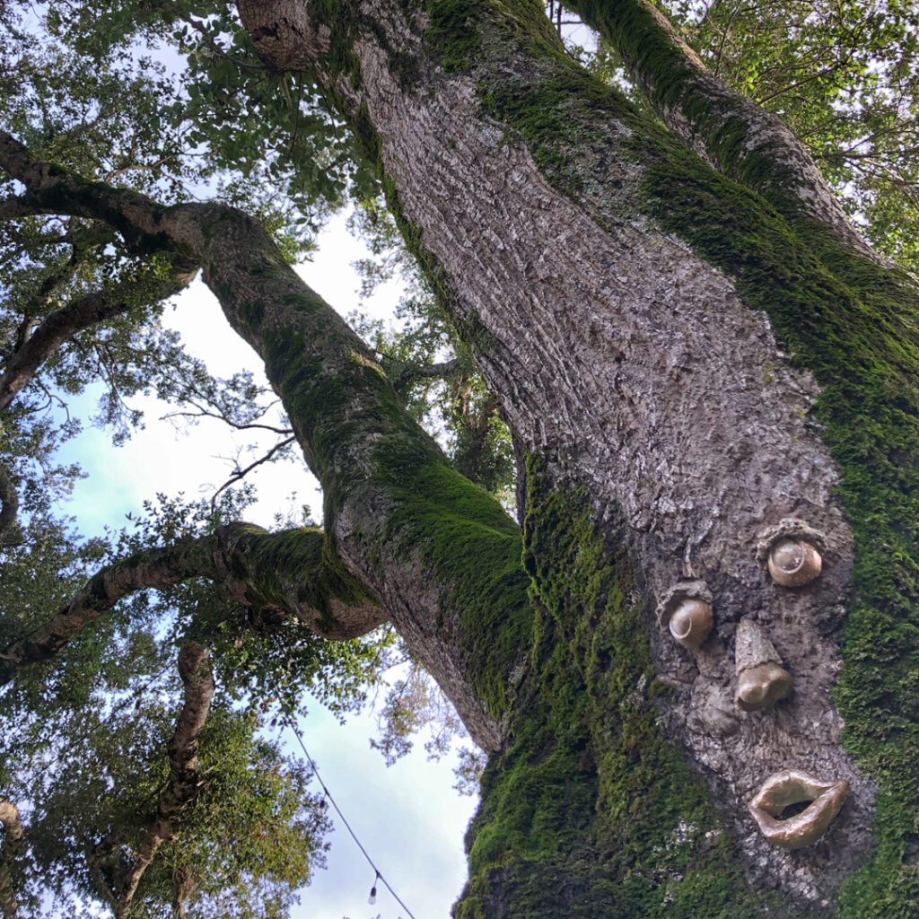 Greenvale Tree Company Drone Retrieval