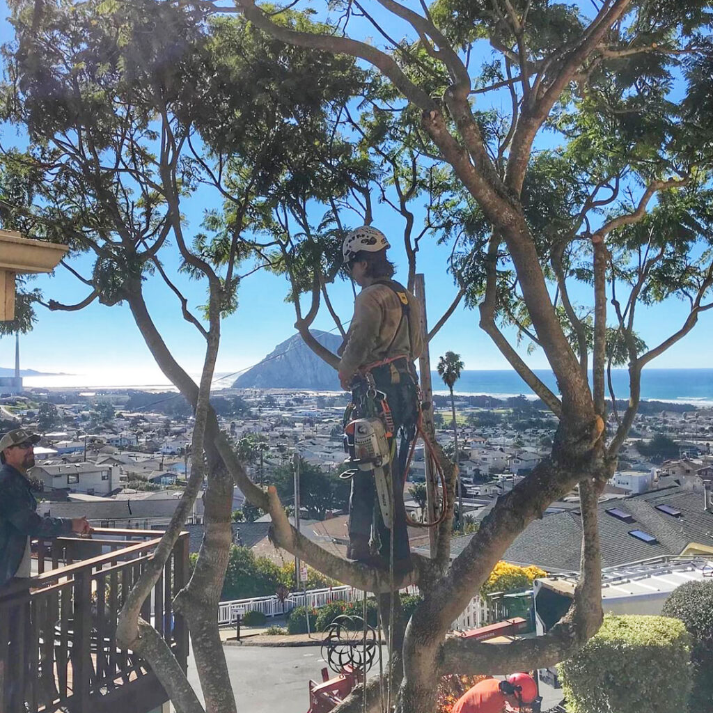 Greenvale Tree Company certified arborists