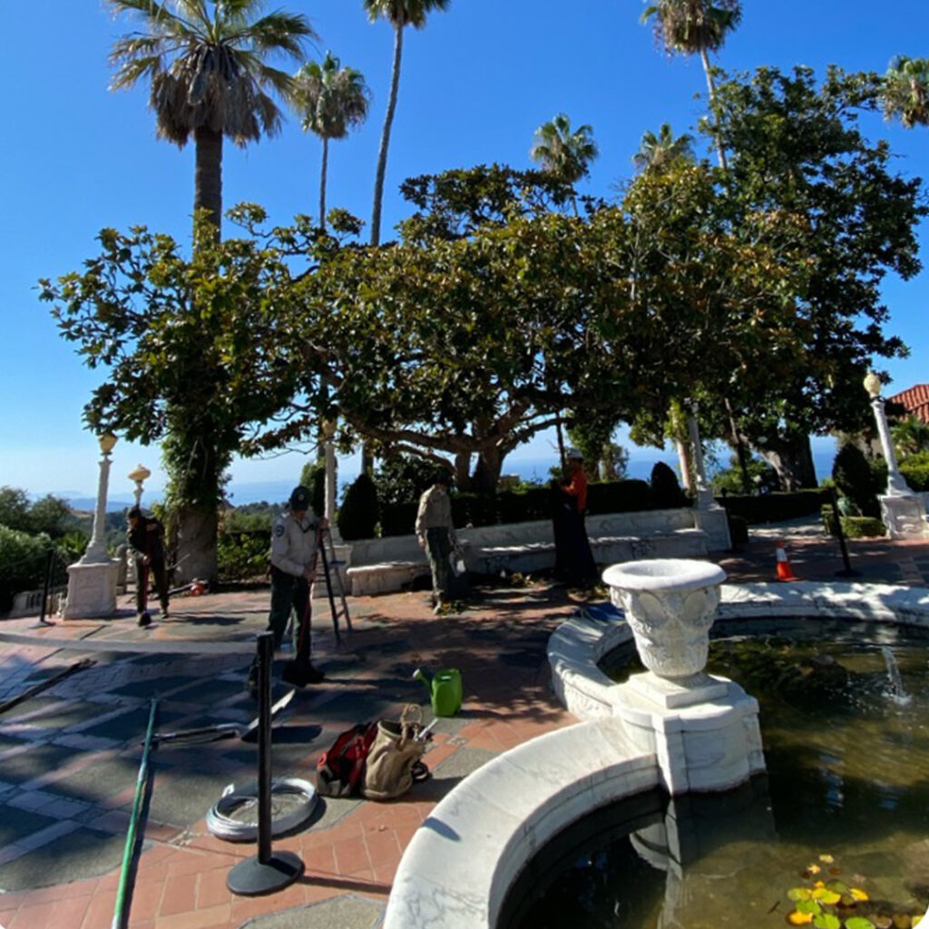 Greenvale Tree Company Commercial Tree Services