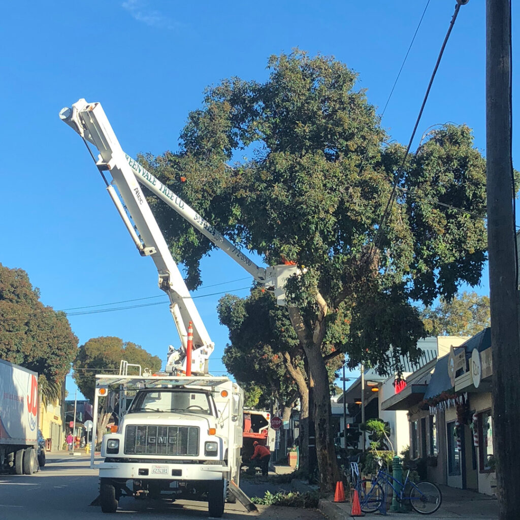 Greenvale Tree Company Commercial Tree Services