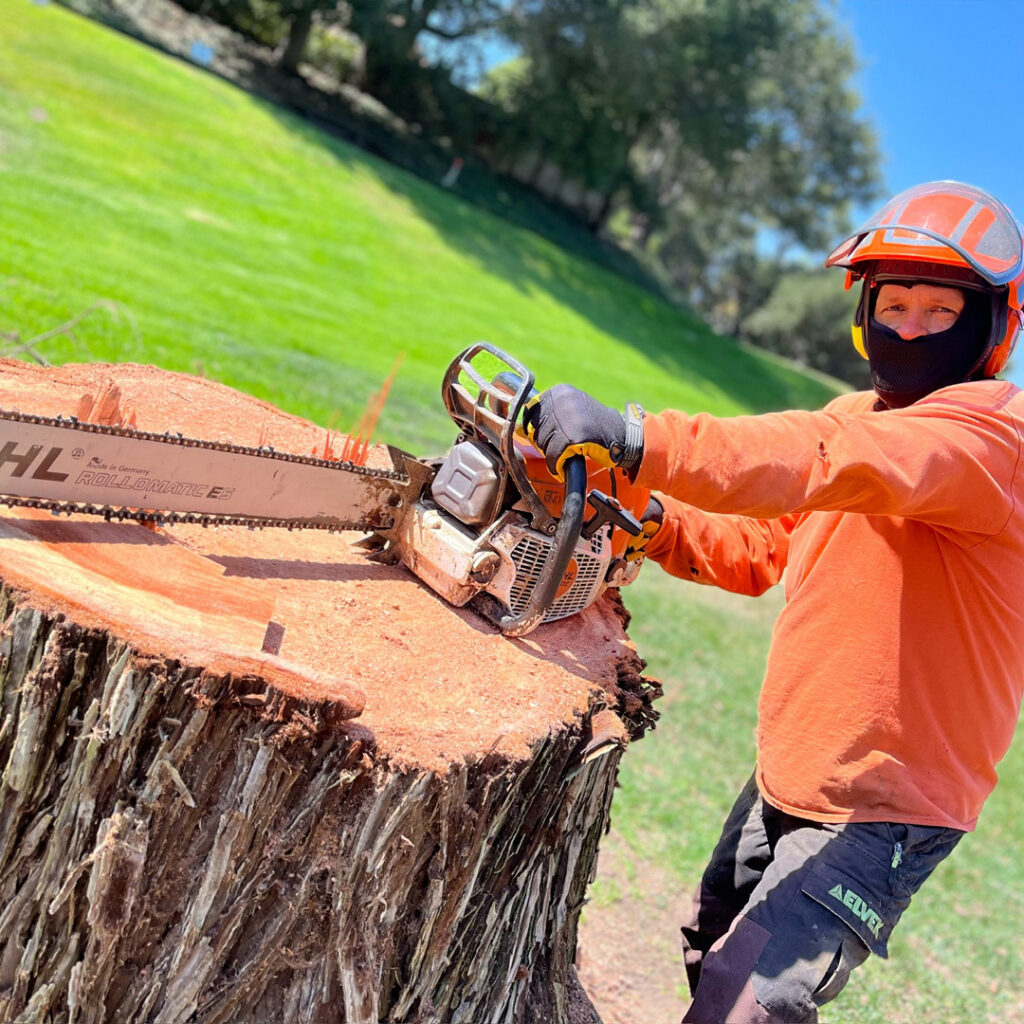 Greenvale Tree Company Stump Grinding