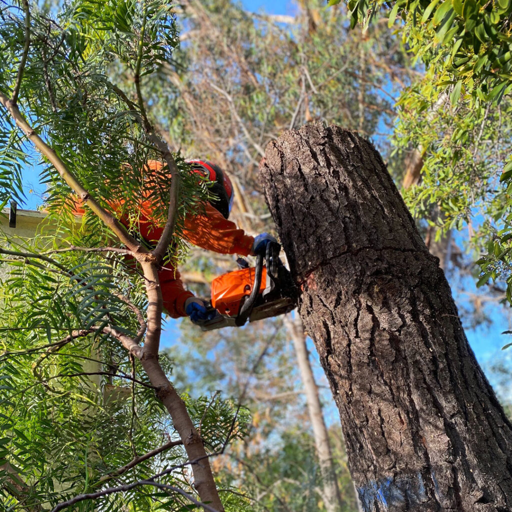 Greenvale Tree Trimming