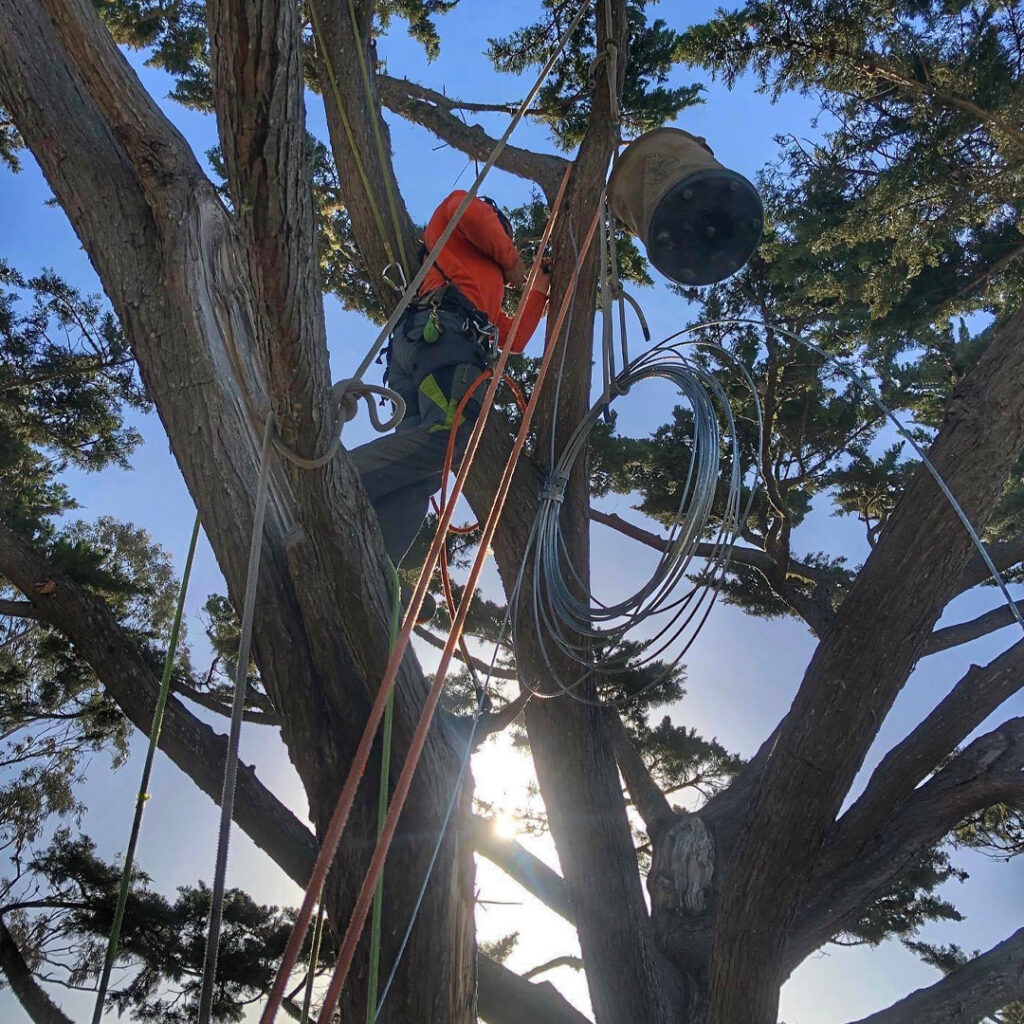 Greenvale Tree Company Cabling Services