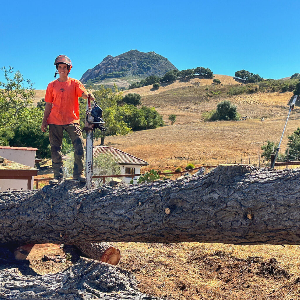 Greenvale Tree Company Tree Removal