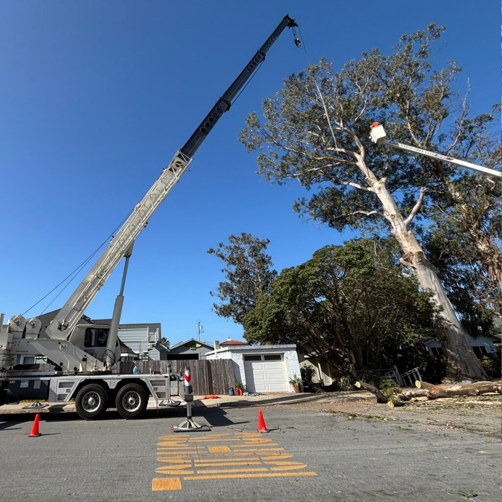 Greenvale Tree Company Tree Removal Service