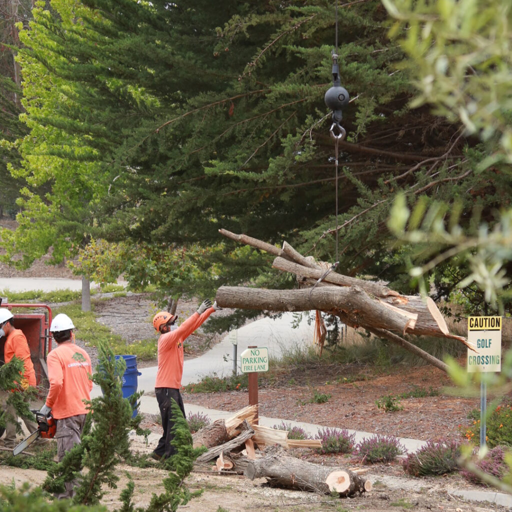 Greenvale Tree Company Tree Removals
