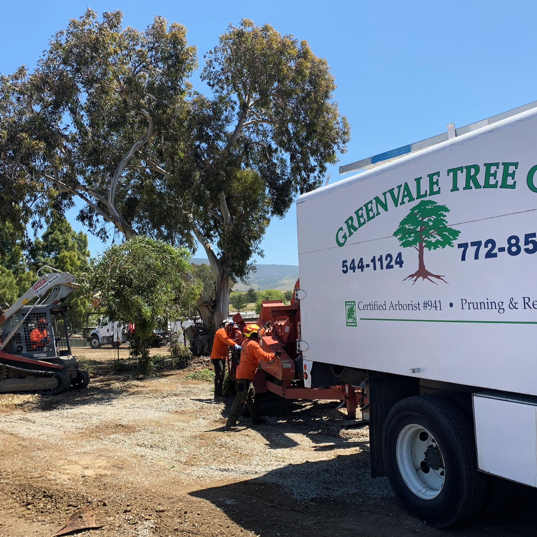 Greenvale Tree Company SLO County