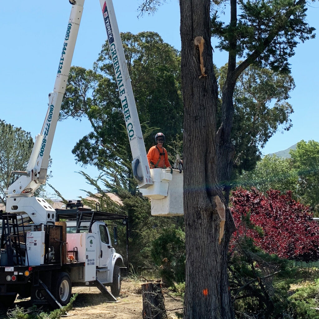 Greenvale Tree Service SLO County