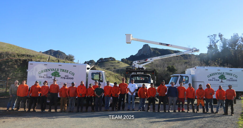 Tree Services SLO County Team 2025