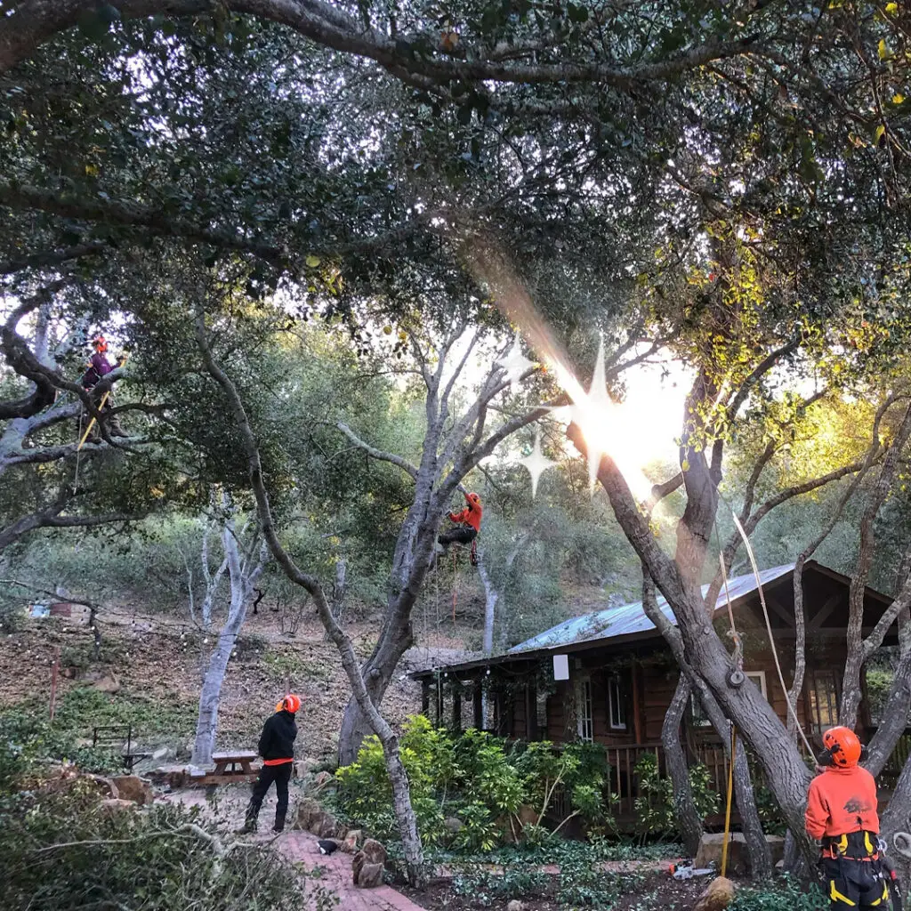 Greenvale Tree Services South County