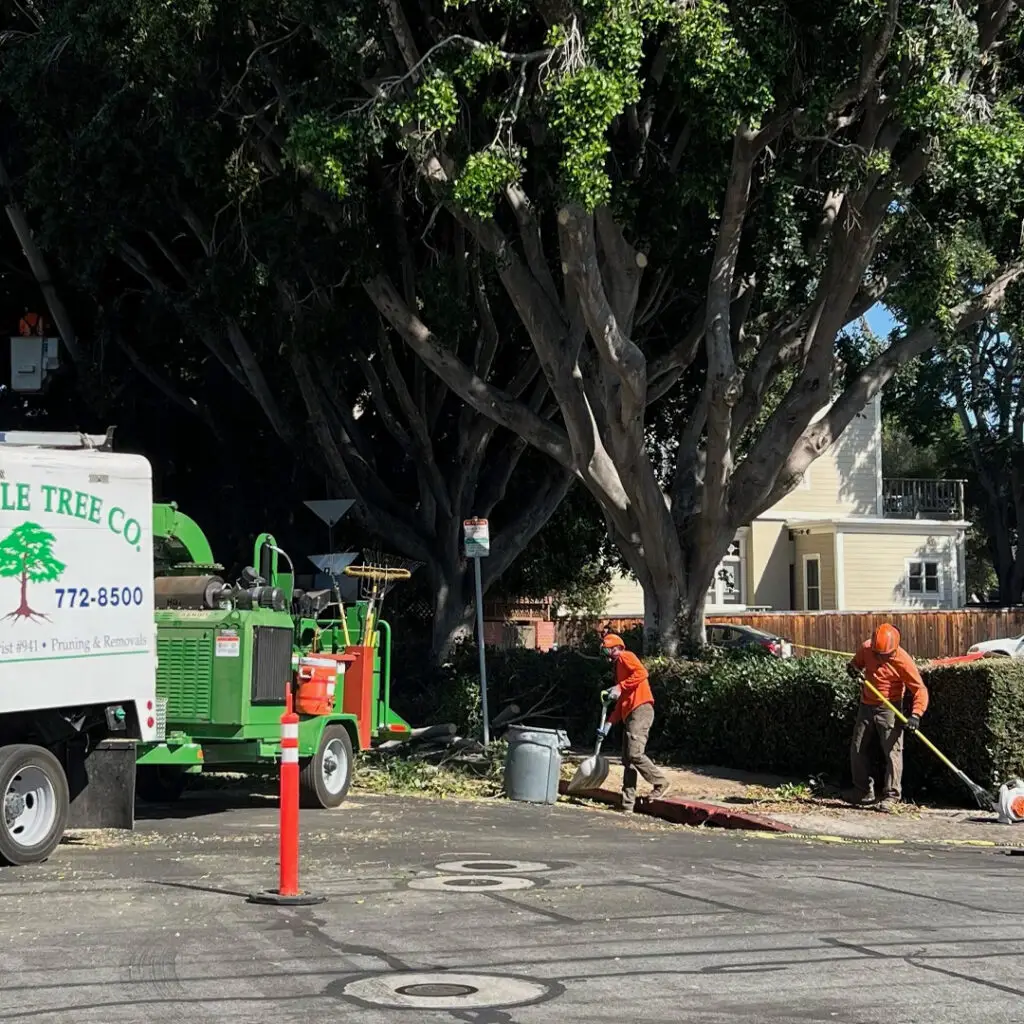Greenvale Tree Services South County