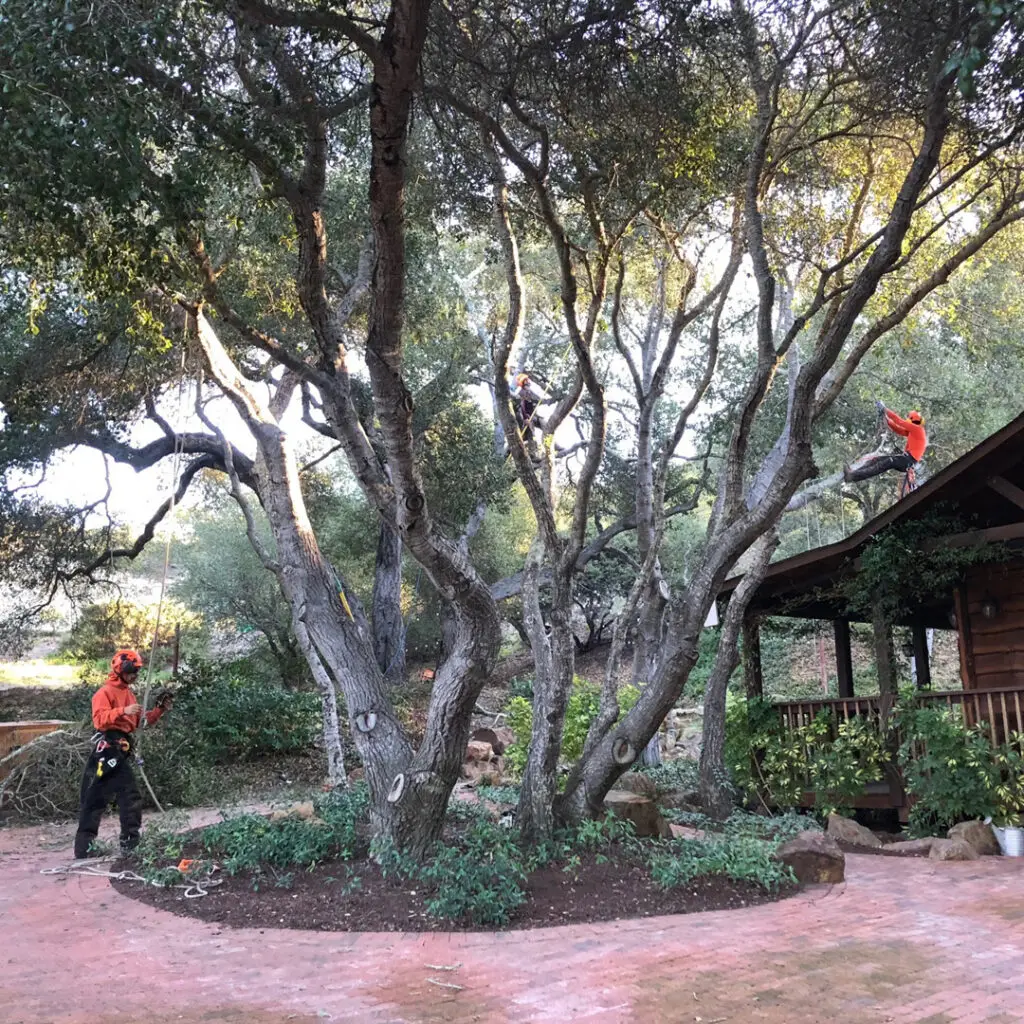 Greenvale Tree Services South County