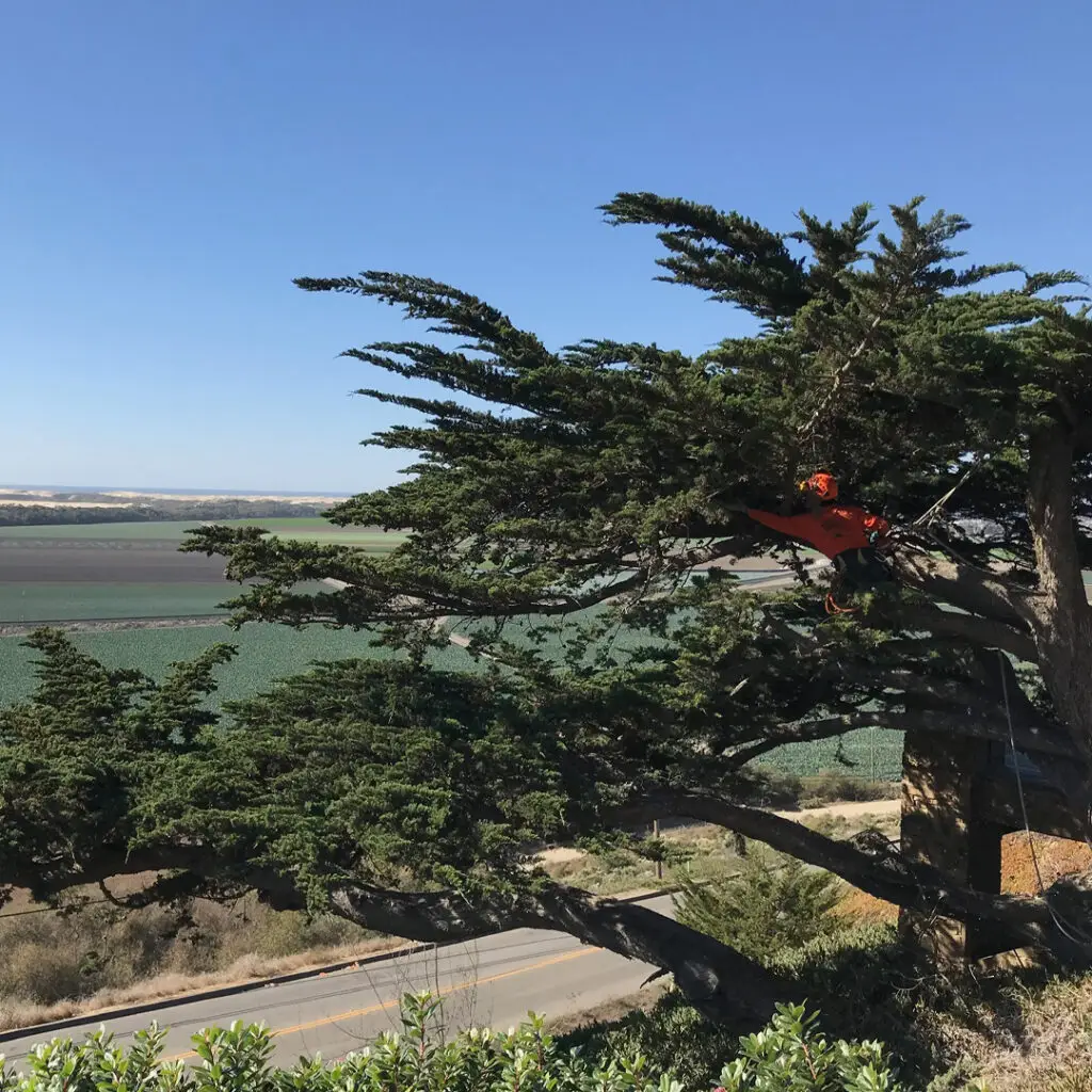 Greenvale Tree Services South County