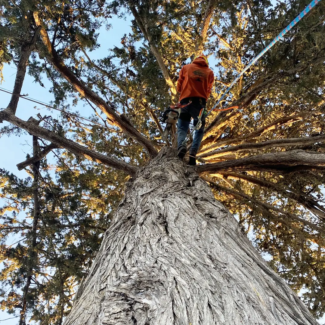 Greenvale Tree Services San Luis Obispo