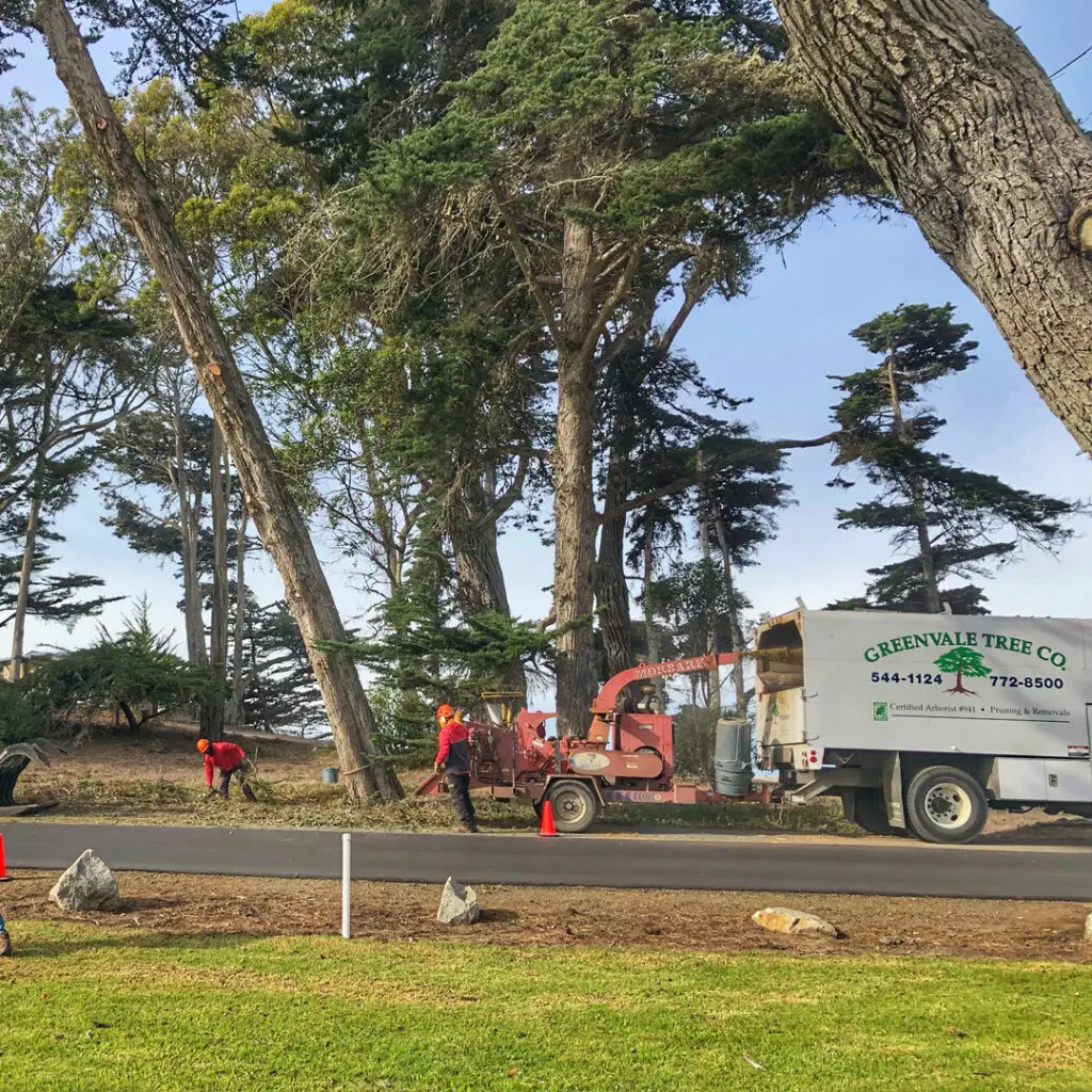 Greenvale Tree Services San Luis Obispo
