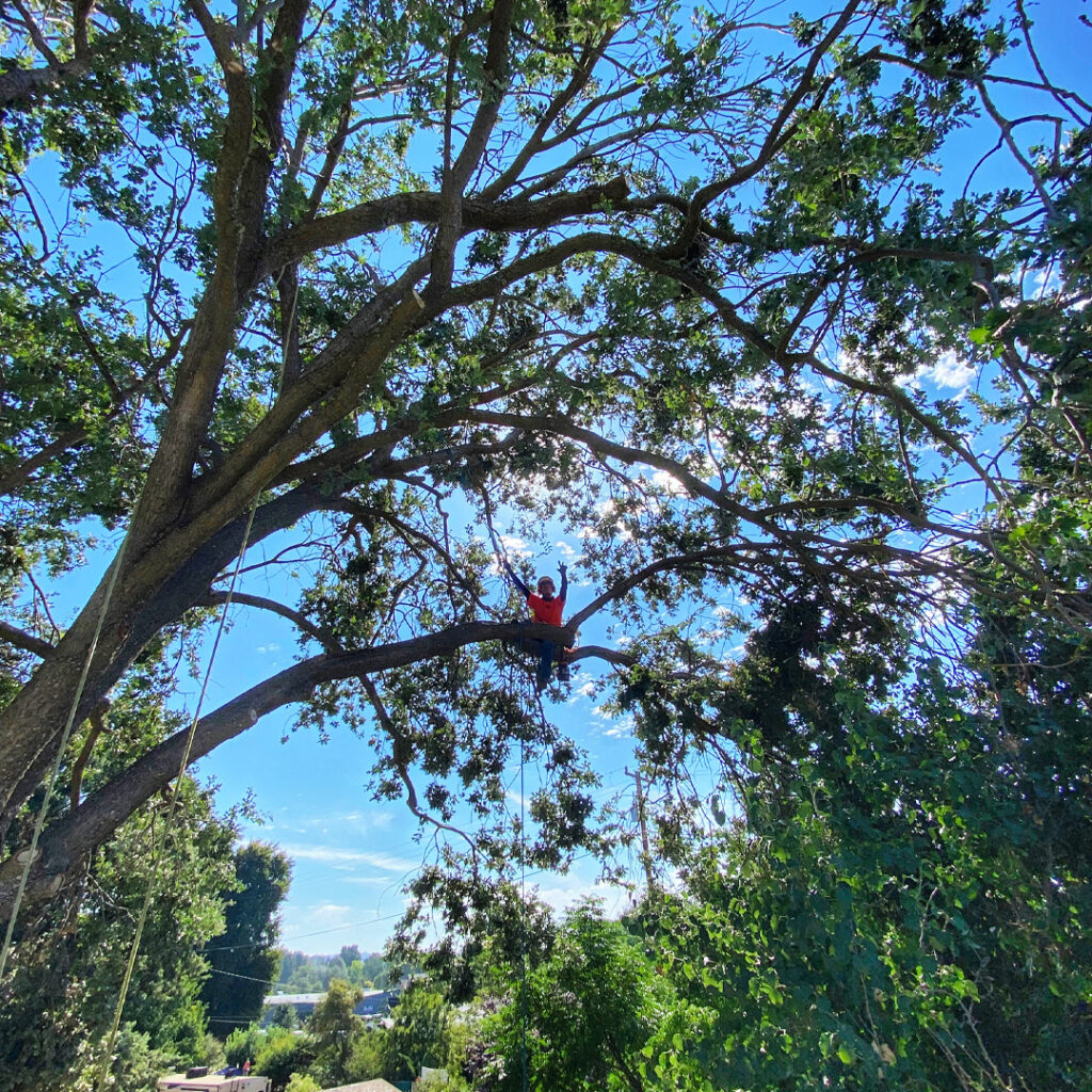 Greenvale Tree Services San Luis Obispo