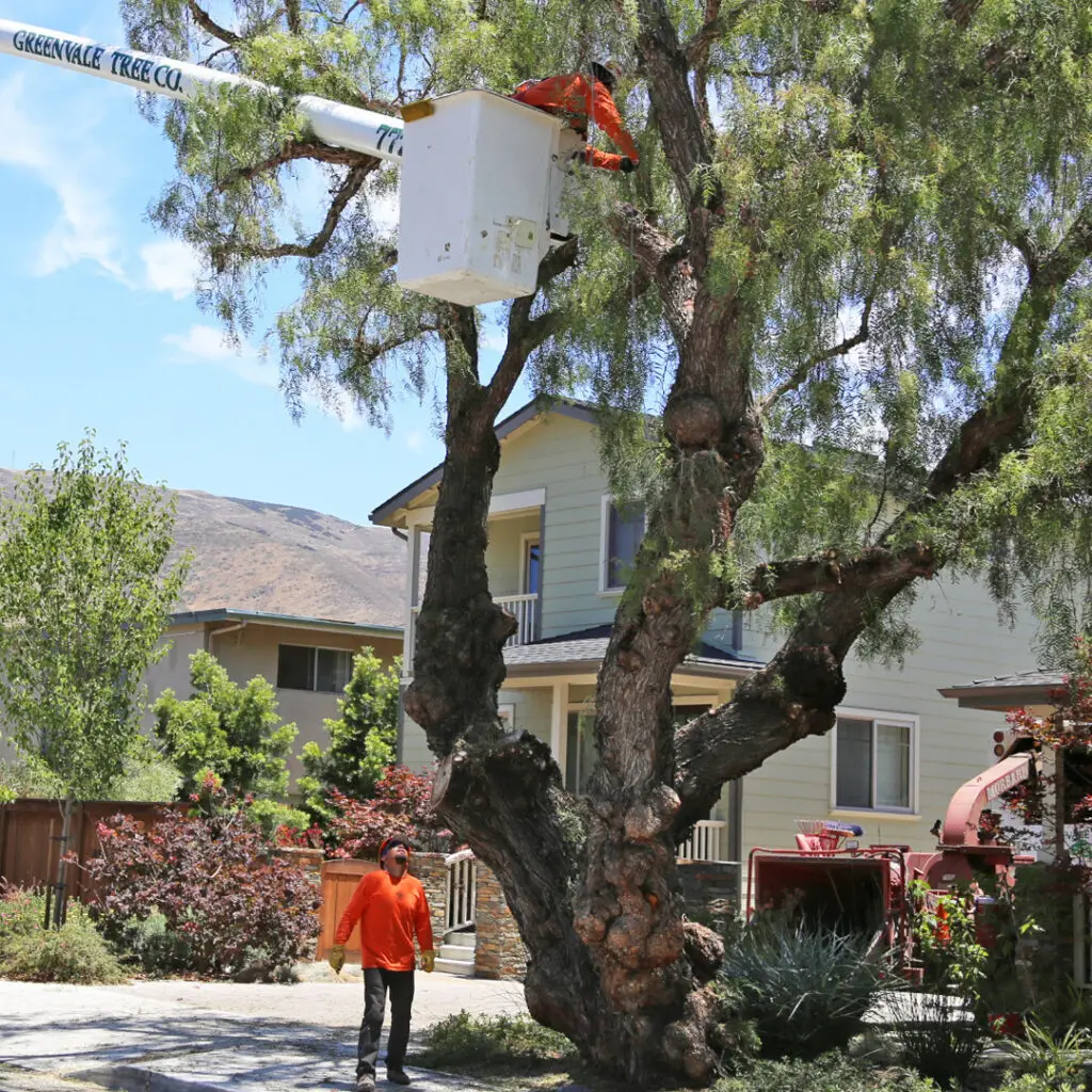 Greenvale Tree Services San Luis Obispo