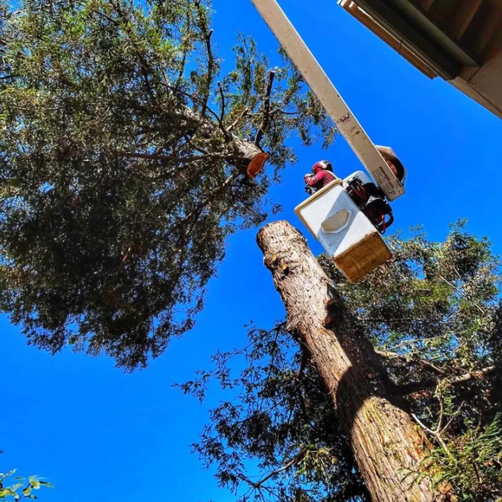 Greenvale Tree Services North Santa Barbara County