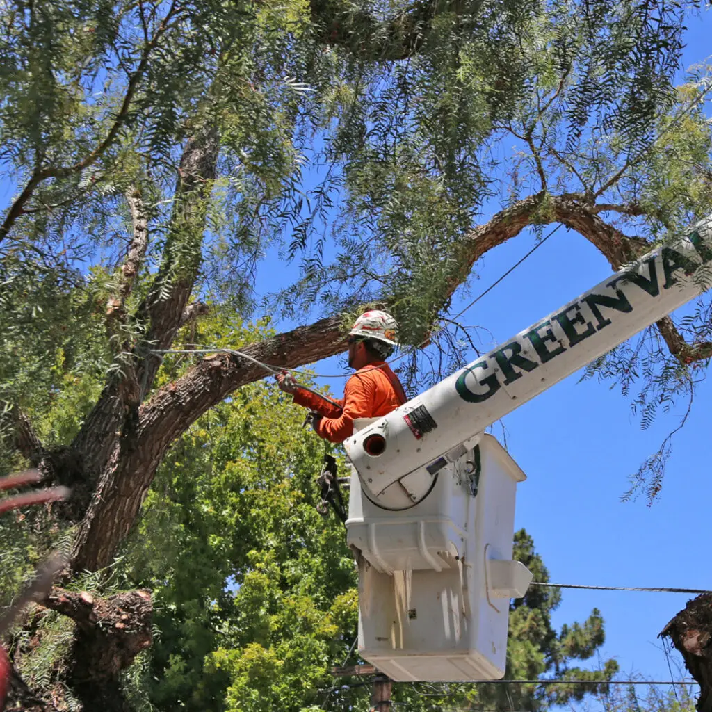 Greenvale Tree Services North Santa Barbara County