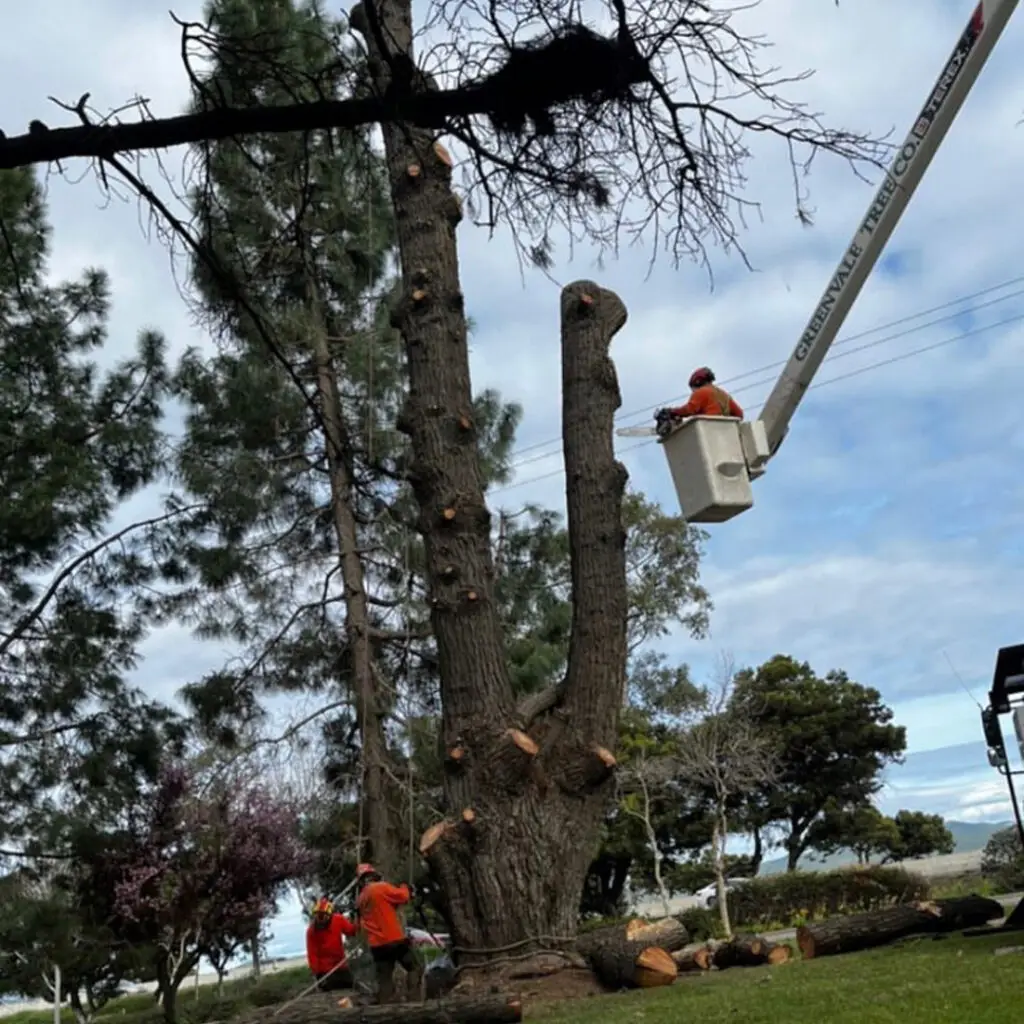 Greenvale Tree Services North Santa Barbara County