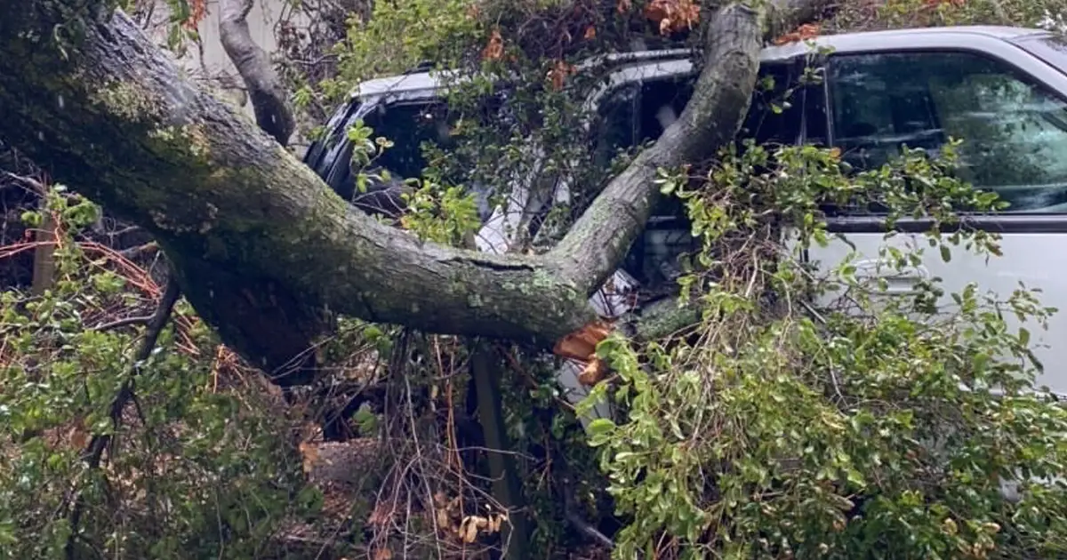 Greenvale Tree Company prepping for storms